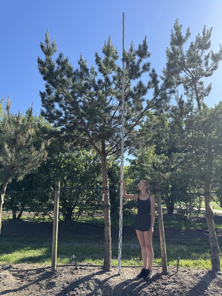 Pinus sylvestris