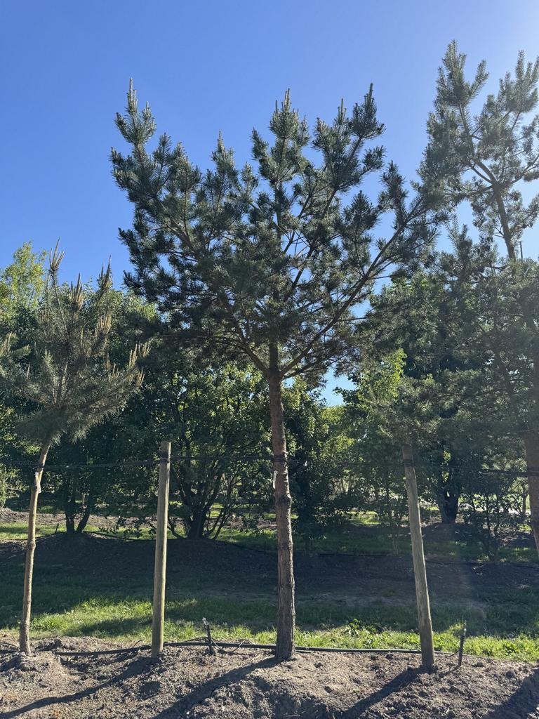 Pinus sylvestris