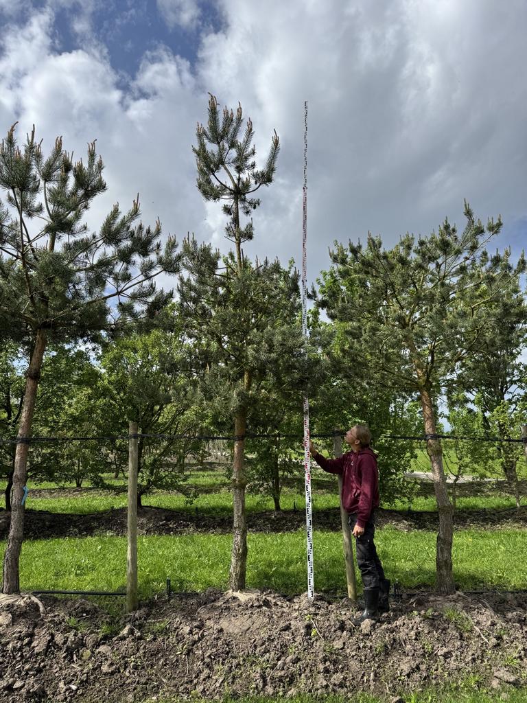 Pinus sylvestris