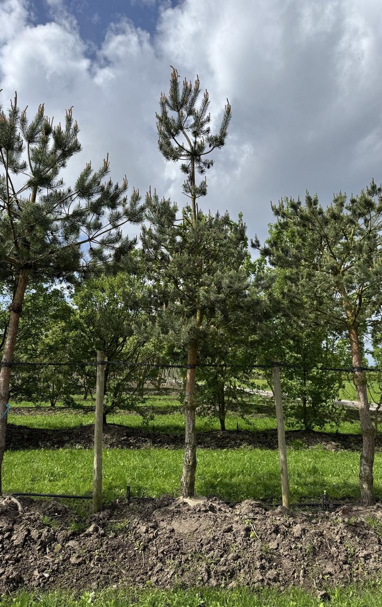 Pinus sylvestris