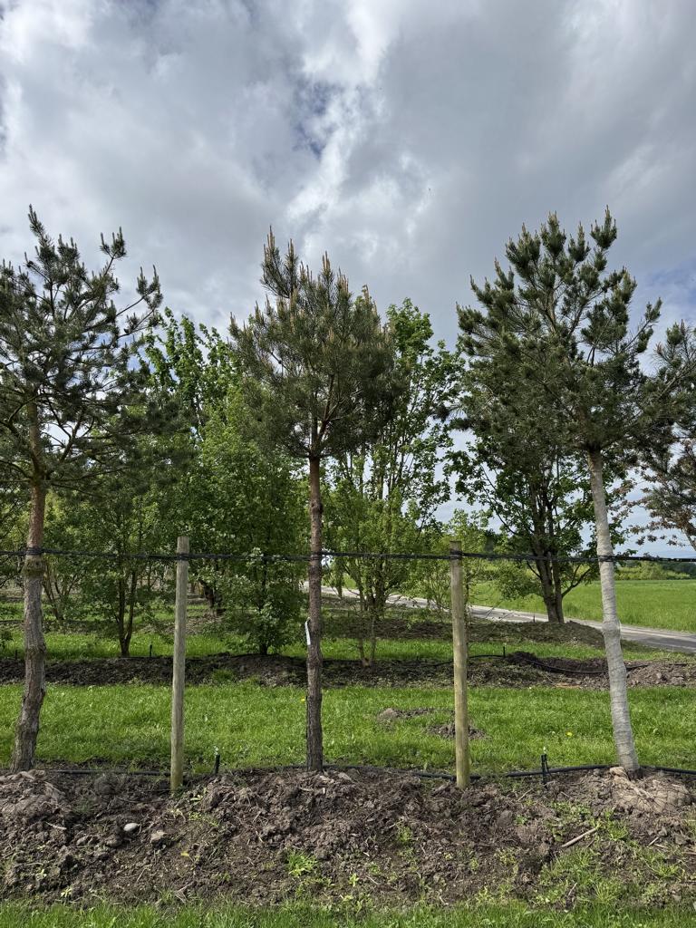 Pinus sylvestris