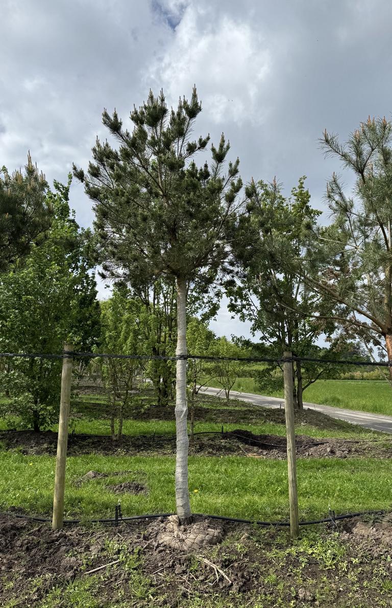 Pinus sylvestris