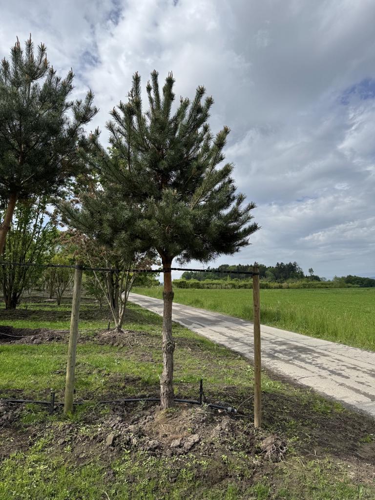 Pinus sylvestris
