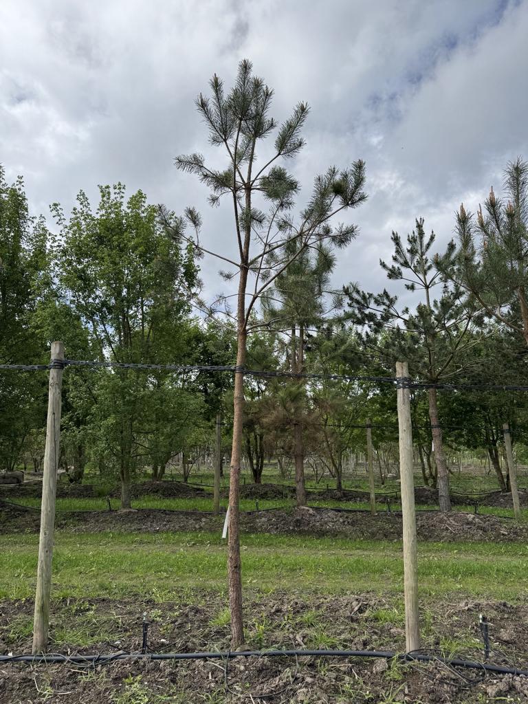 Pinus sylvestris