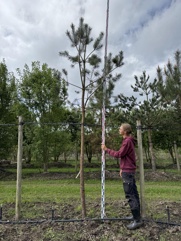 Pinus sylvestris