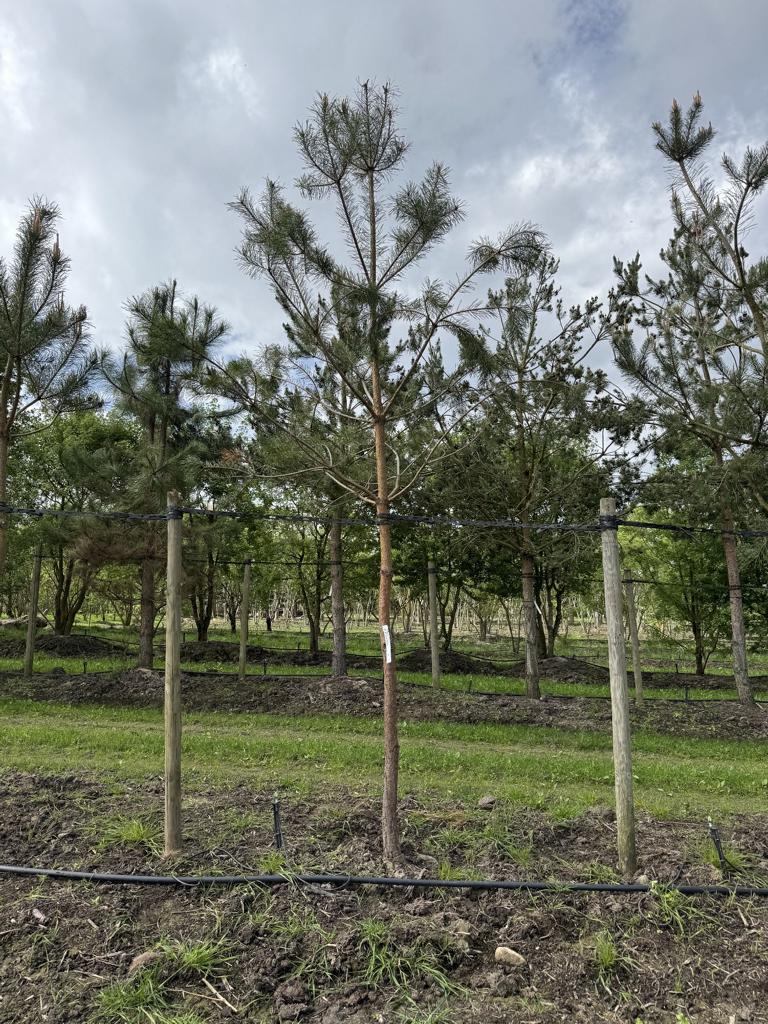 Pinus sylvestris