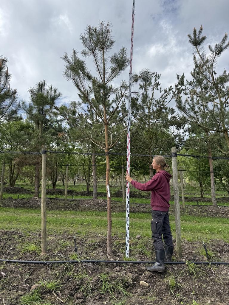 Pinus sylvestris