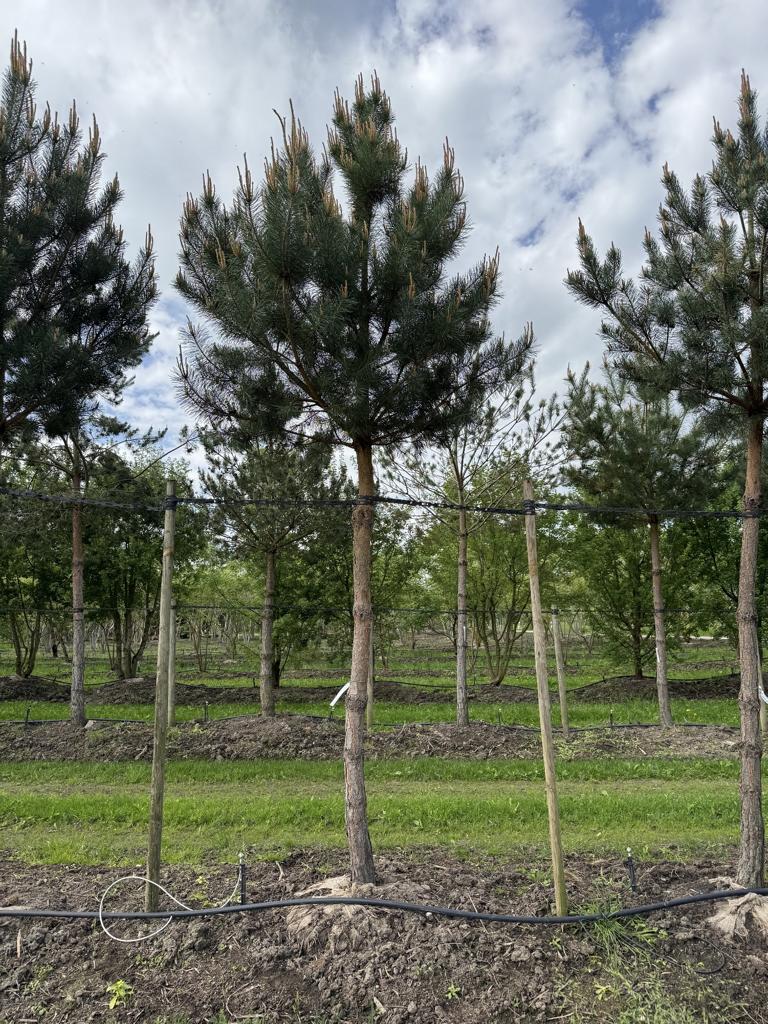 Pinus sylvestris