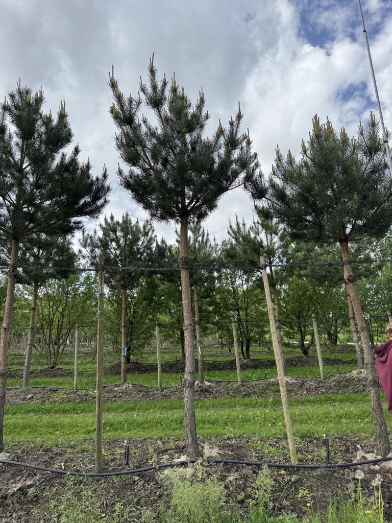 Pinus sylvestris