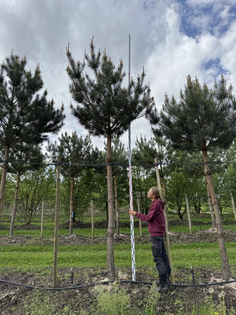 Pinus sylvestris