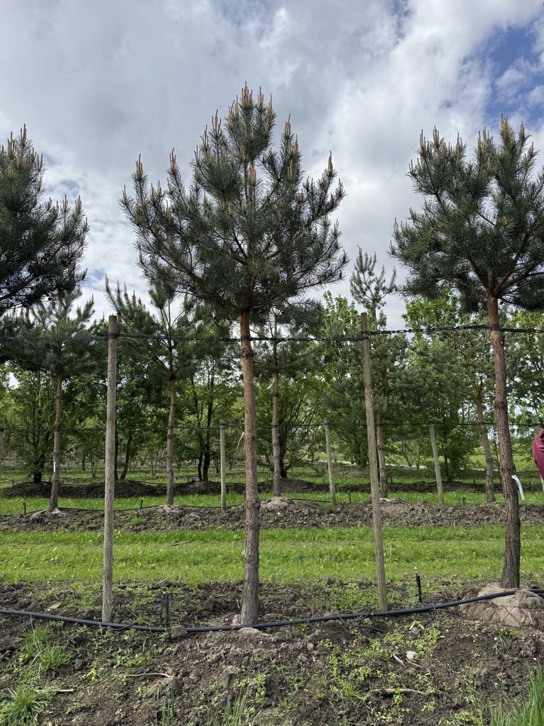 Pinus sylvestris