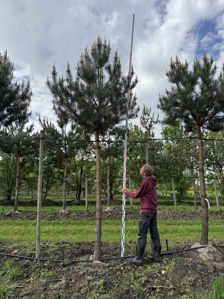 Pinus sylvestris