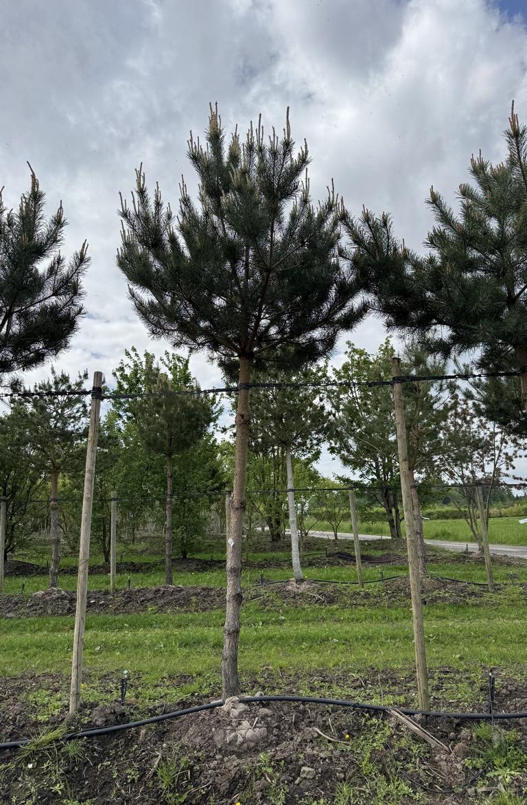 Pinus sylvestris