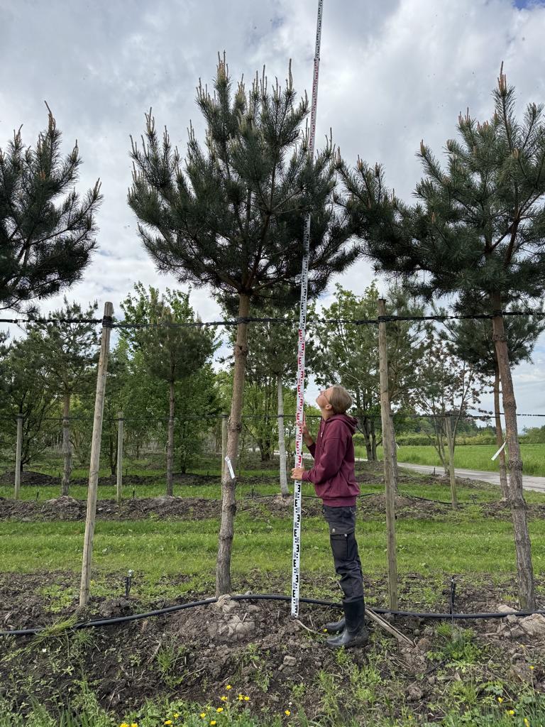 Pinus sylvestris