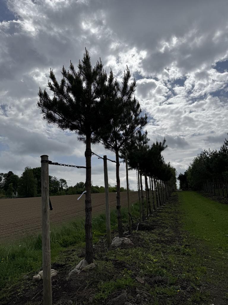 Pinus sylvestris