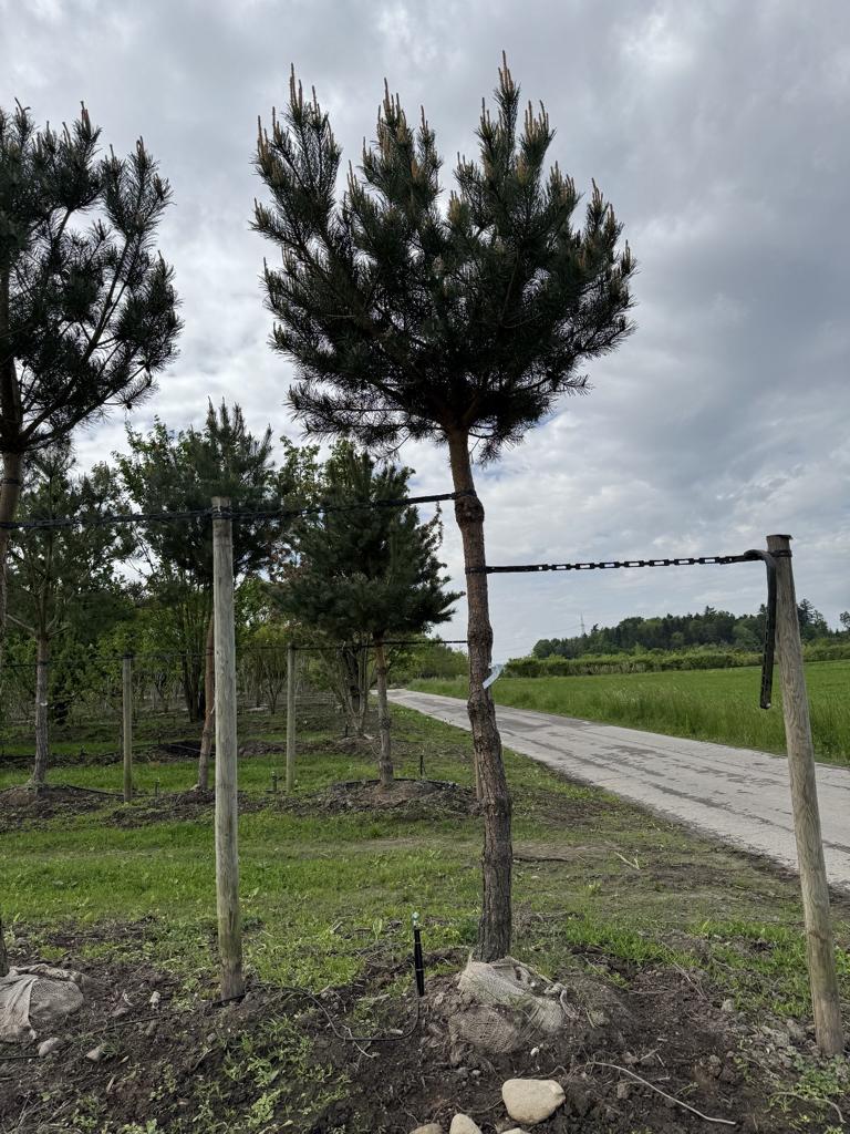 Pinus sylvestris