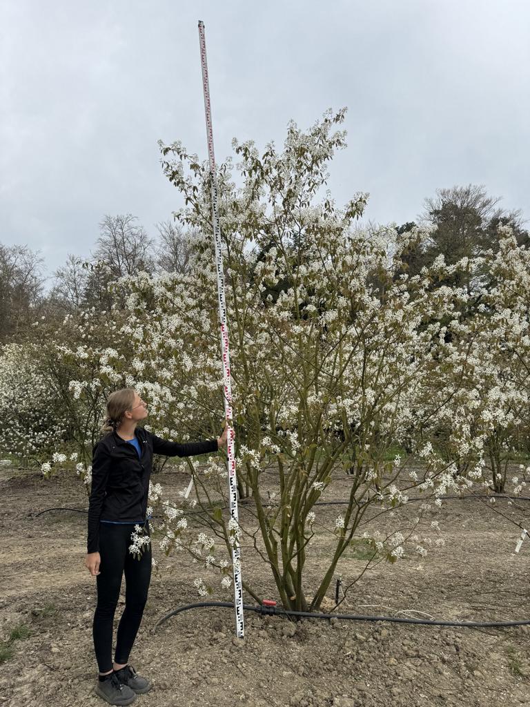 Amelanchier lamarckii