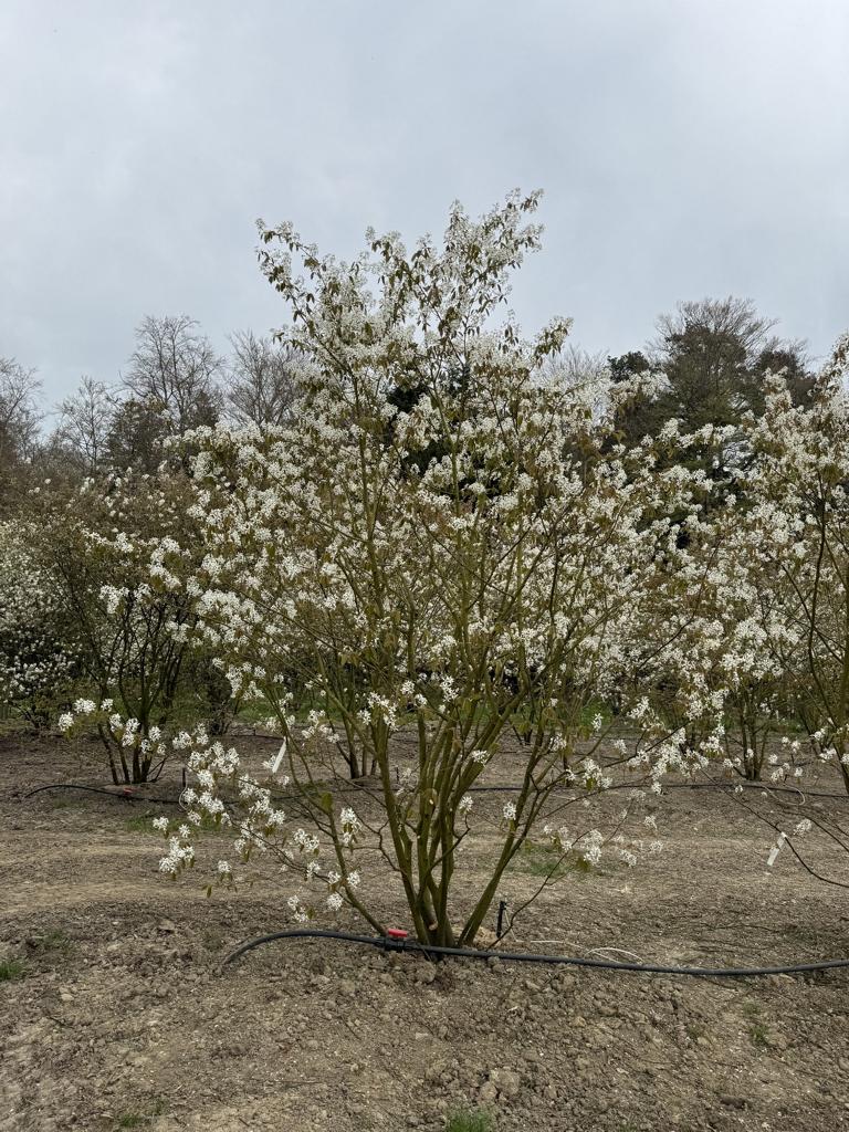 Amelanchier lamarckii