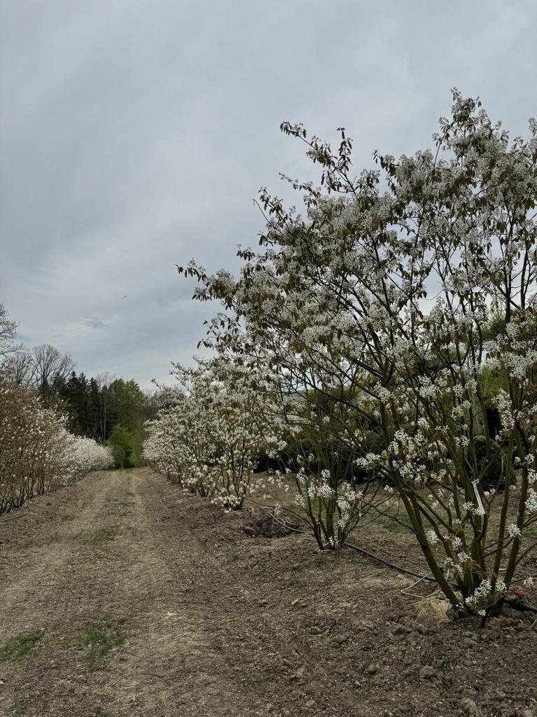Amelanchier lamarckii