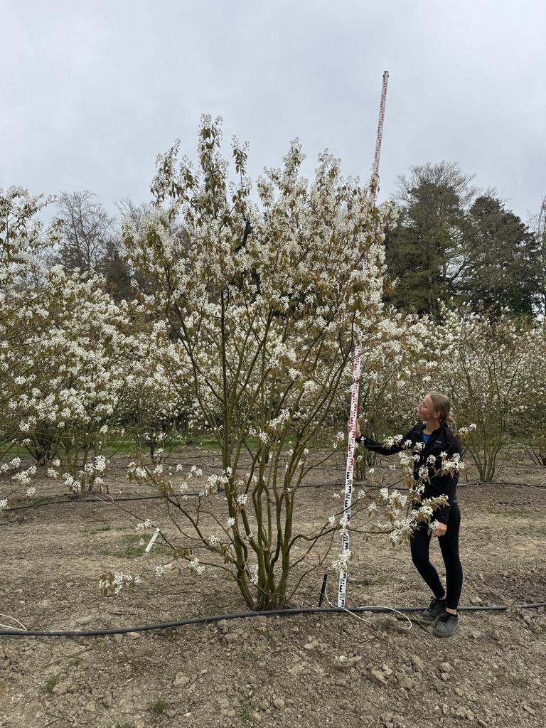 Amelanchier lamarckii