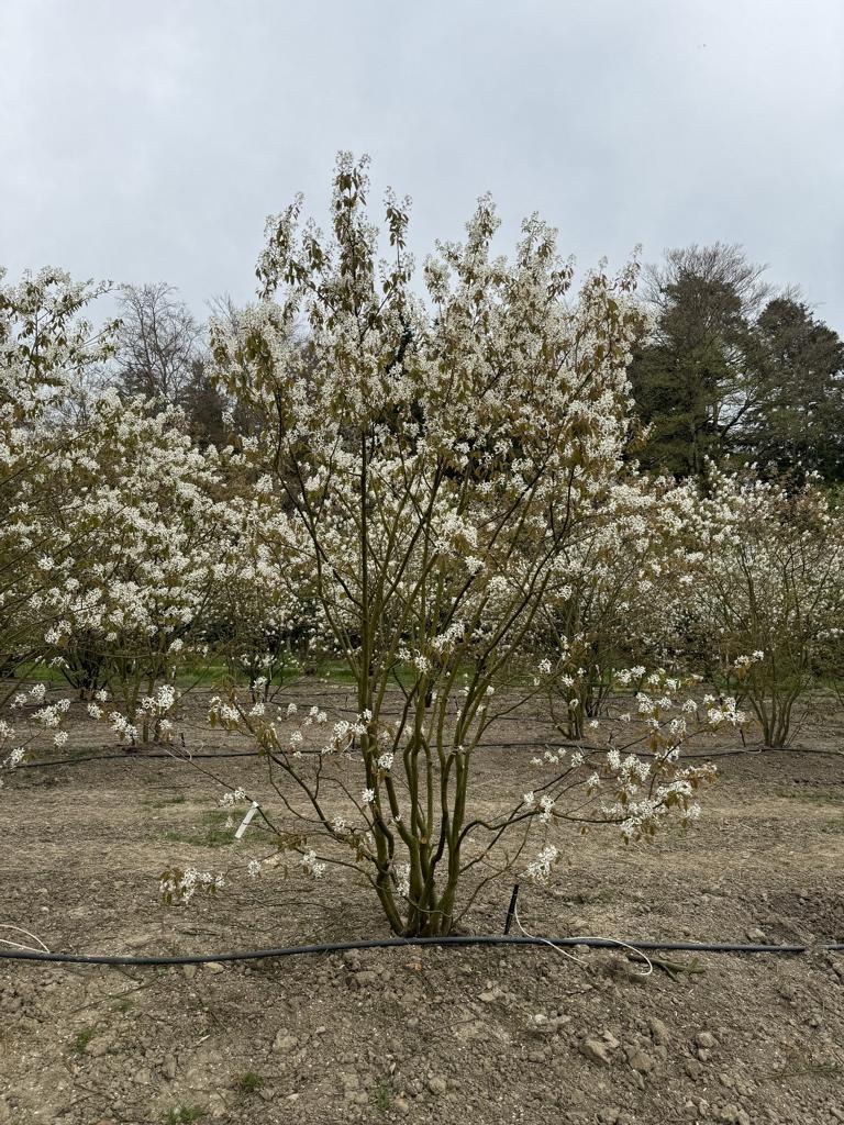Amelanchier lamarckii