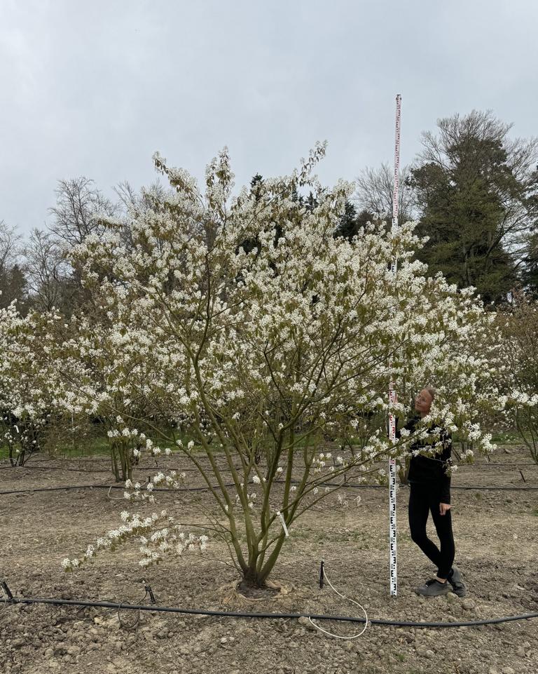 Amelanchier lamarckii