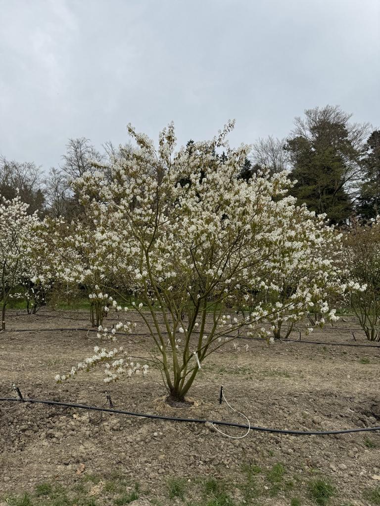 Amelanchier lamarckii