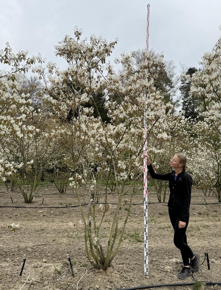 Amelanchier lamarckii