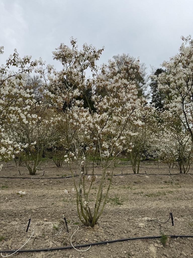Amelanchier lamarckii