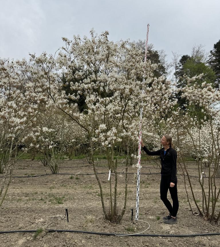 Amelanchier lamarckii