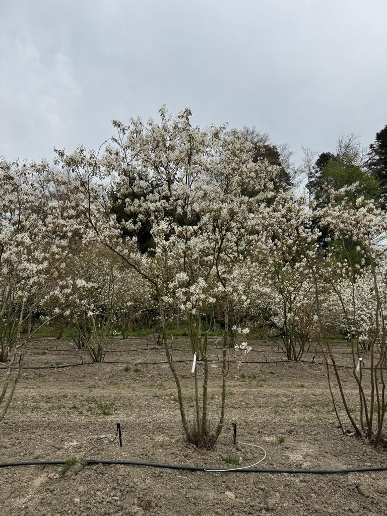 Amelanchier lamarckii