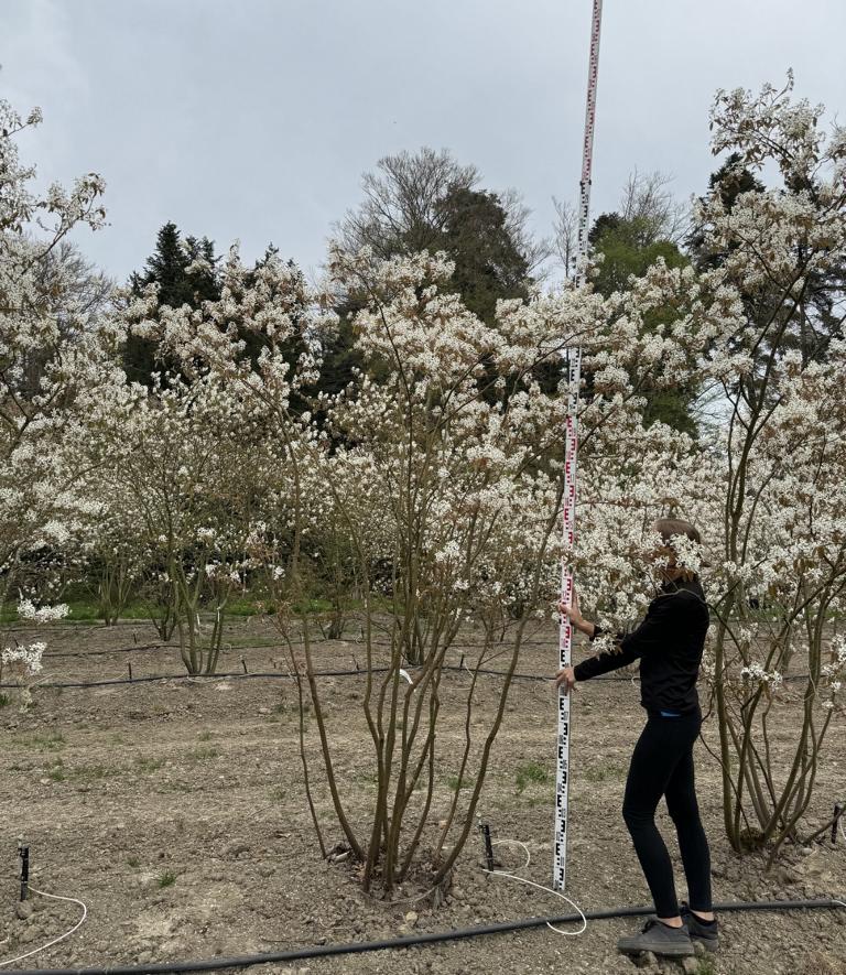 Amelanchier lamarckii