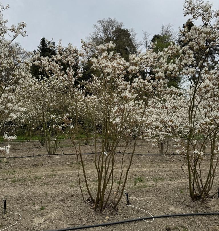 Amelanchier lamarckii