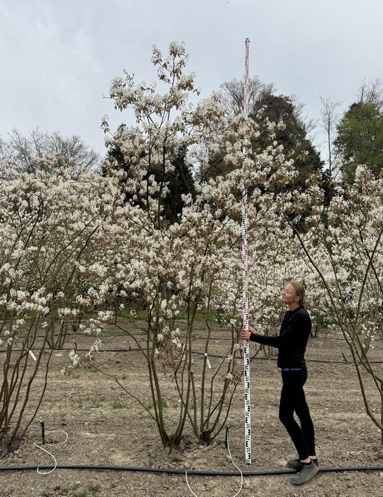 Amelanchier lamarckii
