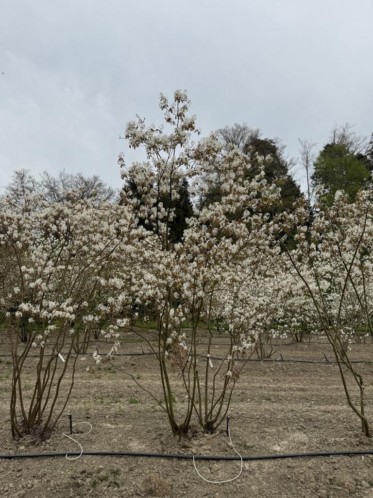 Amelanchier lamarckii