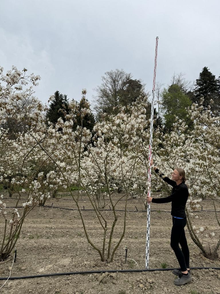 Amelanchier lamarckii