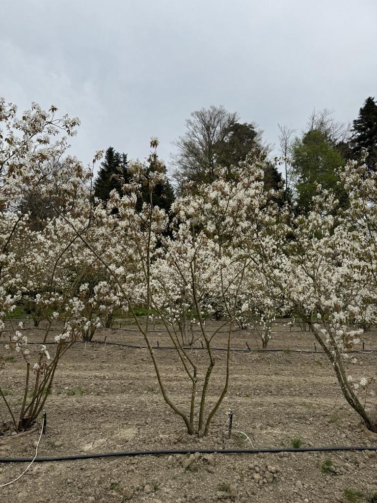 Amelanchier lamarckii