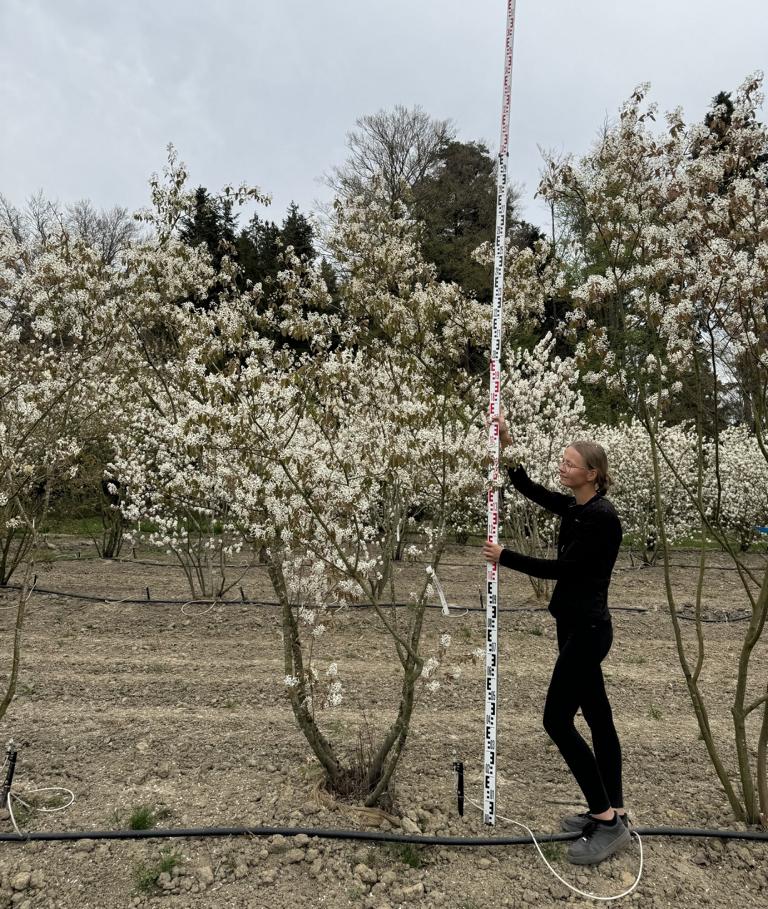 Amelanchier lamarckii