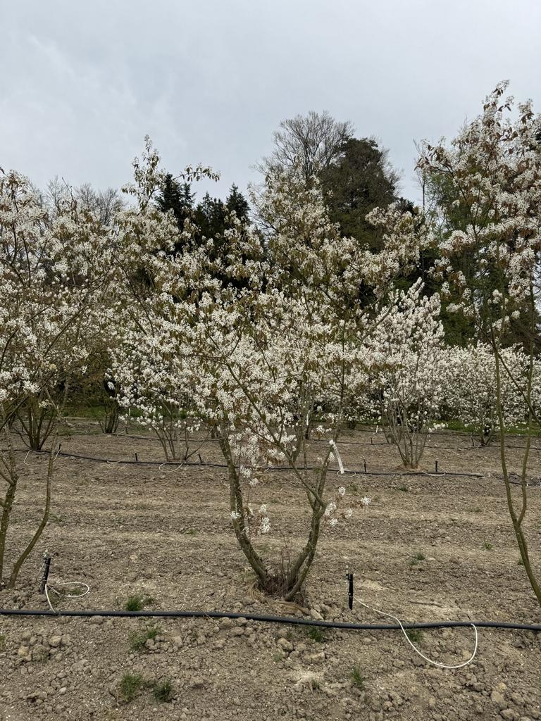 Amelanchier lamarckii