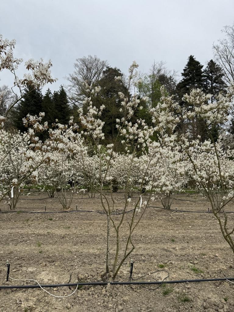 Amelanchier lamarckii