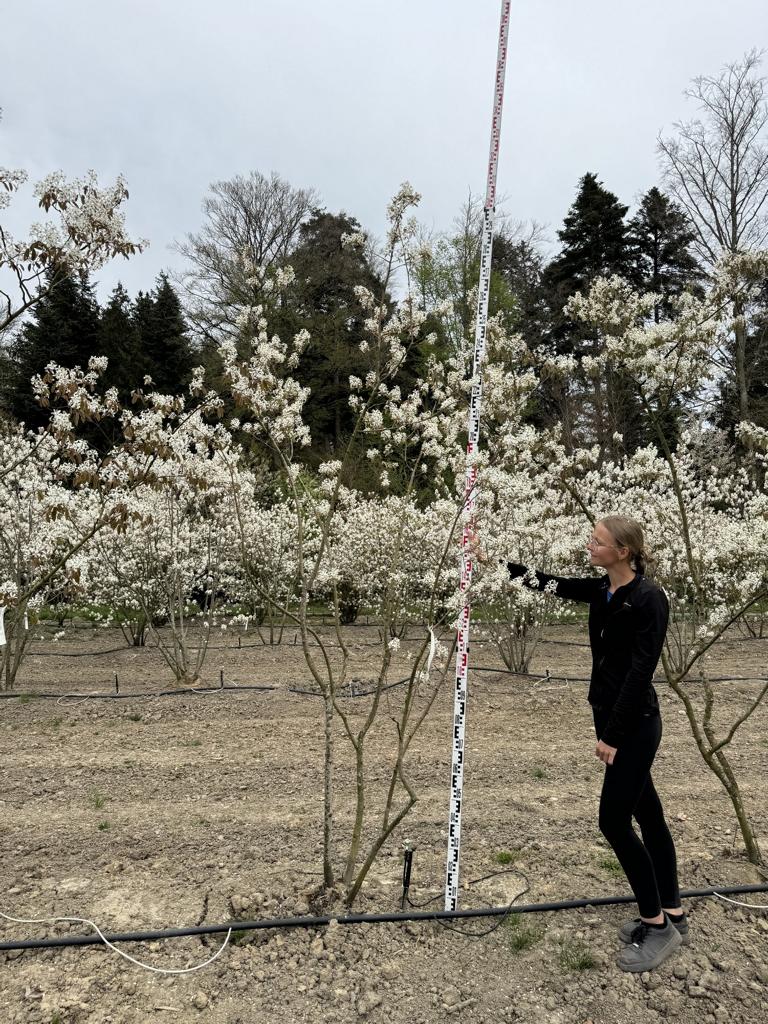 Amelanchier lamarckii