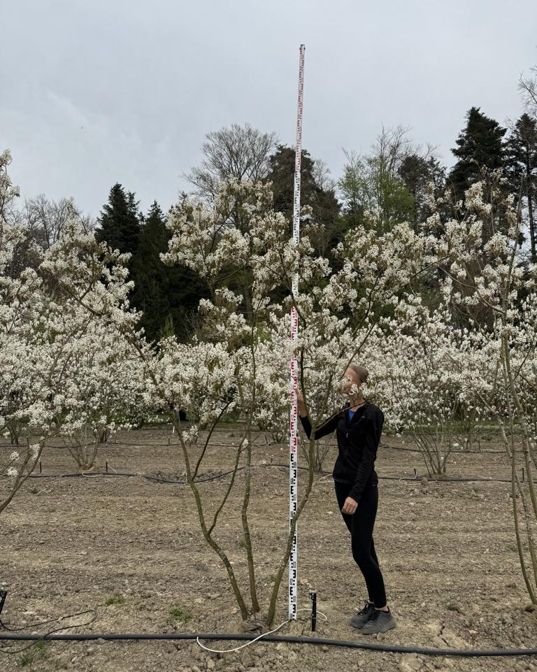 Amelanchier lamarckii