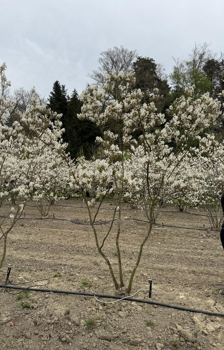 Amelanchier lamarckii