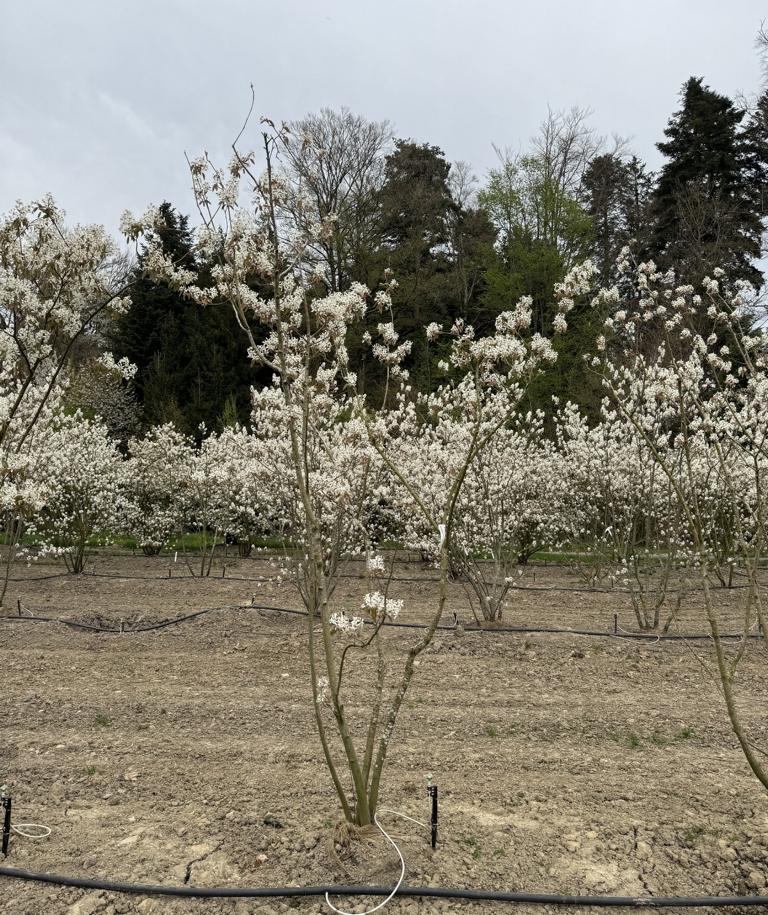 Amelanchier lamarckii