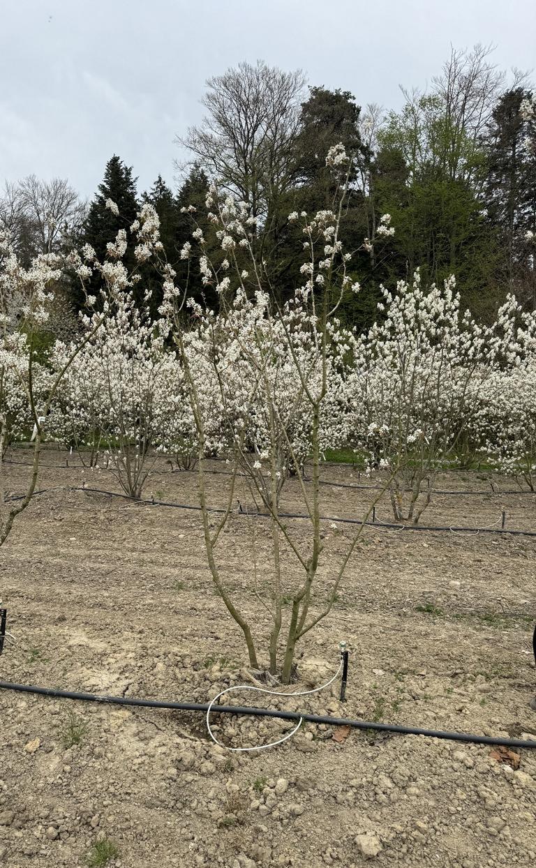 Amelanchier lamarckii