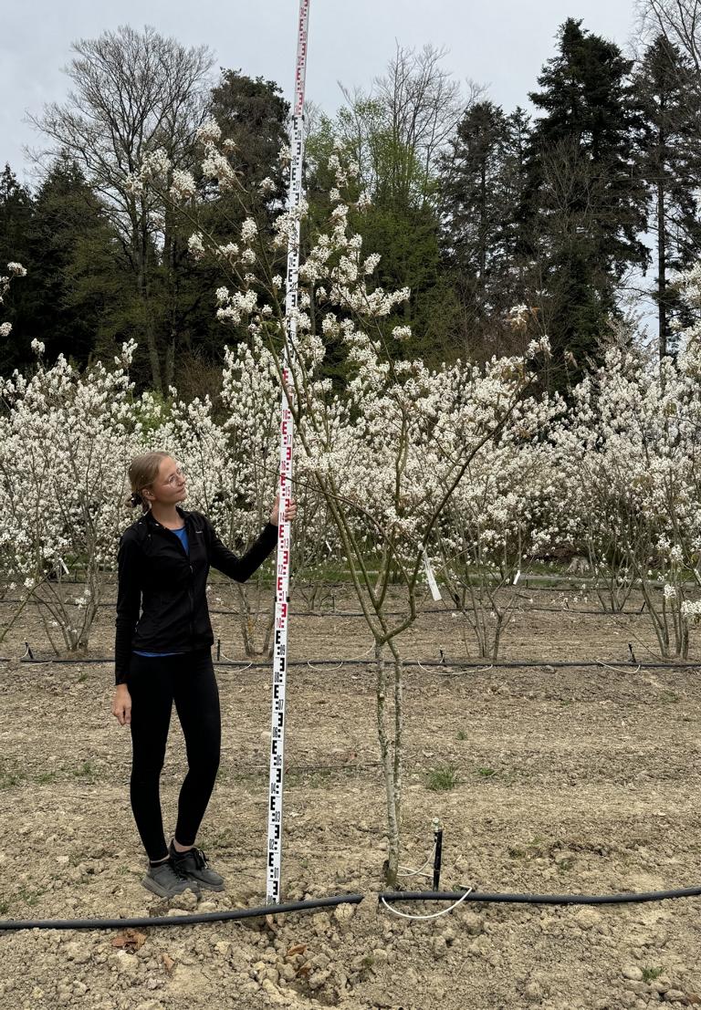 Amelanchier lamarckii