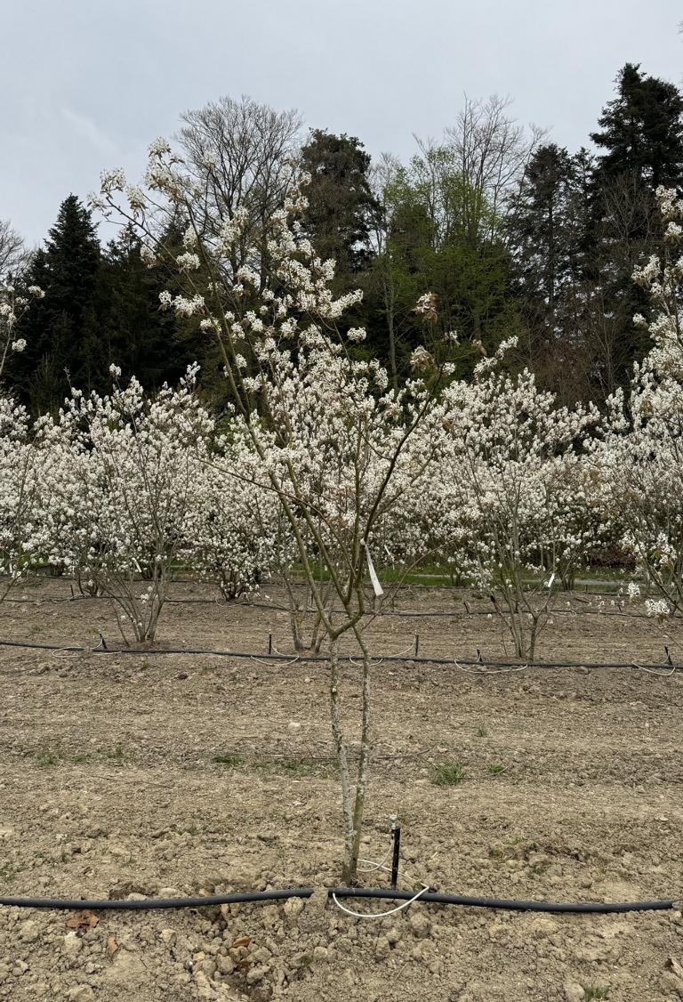 Amelanchier lamarckii