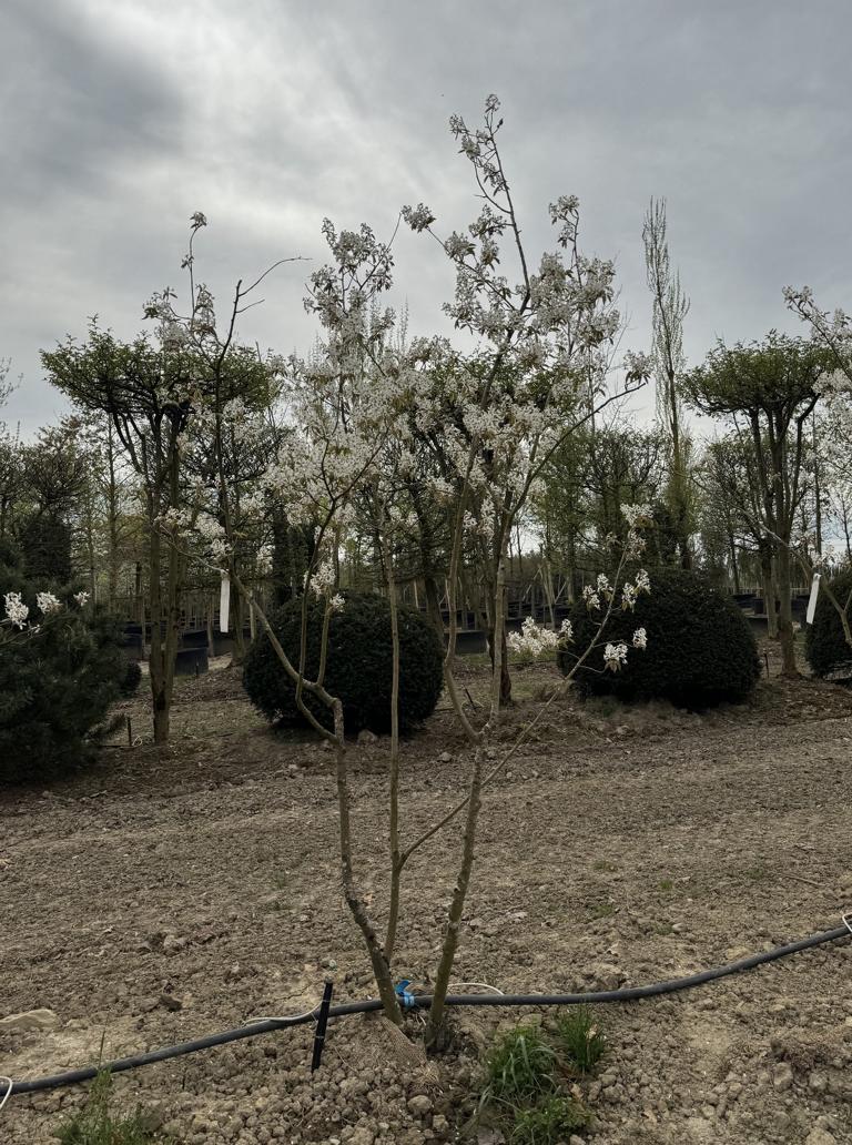 Amelanchier lamarckii