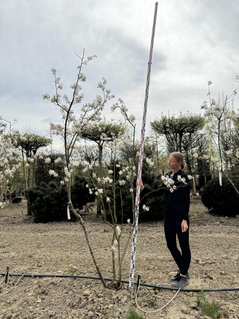 Amelanchier lamarckii