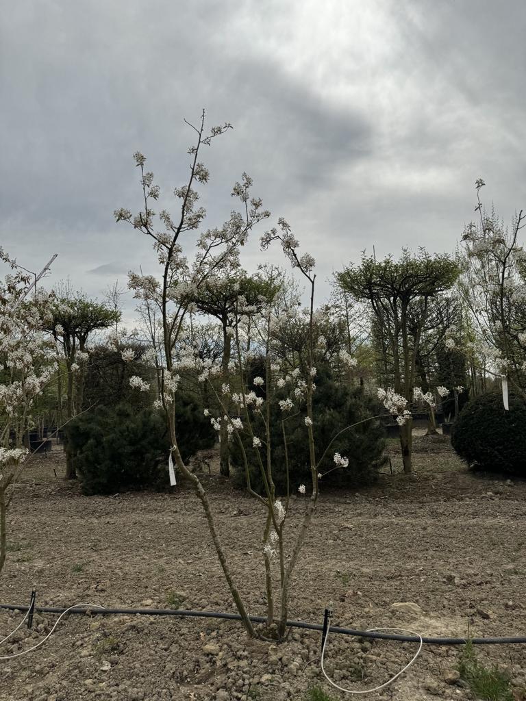 Amelanchier lamarckii